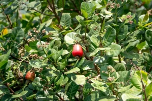 cashew fruit